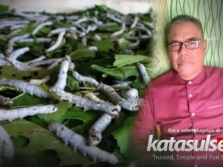 Saat Murbei Tumbuh di Wajo, Pakkanna Buktikan Indonesia Bisa Bangkitkan Serikultur