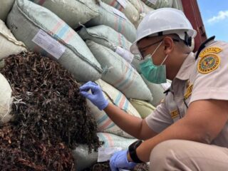 Rumput Laut Asal Batam Guncang Pasar China