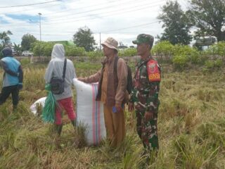 Babinsa Kel. Kanyuara Dampngi Petani Panen Padi