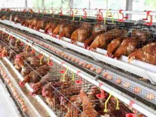Peternak Soppeng Terhimpit Lonjakan Harga Pakan, Produksi Telur Terancam