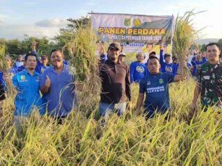 Bupati Sidrap dan Dandim Panen Perdana di Takkalasi, Siapkan Dukungan untuk Musim Tanam Ketiga