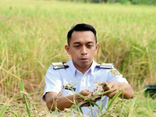 Panen Raya, Harga Gabah Sidrap Tertinggi di Indonesia