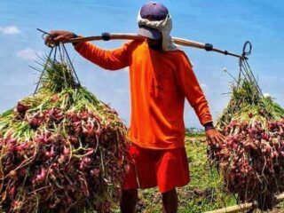 Enrekang Jadi Penopang Pasokan, Banggai Andalkan Bawang Merah Sulsel Tekan Inflasi