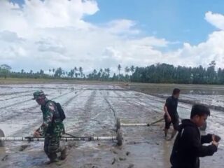Pendampingan Babinsa Kel. Lancirang Koramil 1420-05/Dua Pitue untuk Tingkatkan Produksi Padi