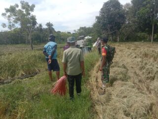 Sukseskan Ketahanan Pangan, Babinsa Bulo Wattang Dampingi Petani Saat Panen