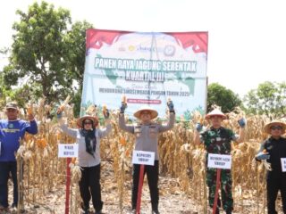 Kuartal III, Polres Sidrap,Panen Jagung di Lahan Seluas 80 Are