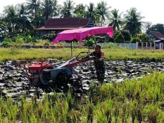 Percepat Proses Tanam, Babinsa Desa Sereang Bantu Petani Bajak Sawah