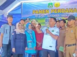 Panen Raya Sidrap Catat Rekor 12,7 Ton per Hektare, Bupati Syaharuddin: Ini Bukti Pertanian Modern