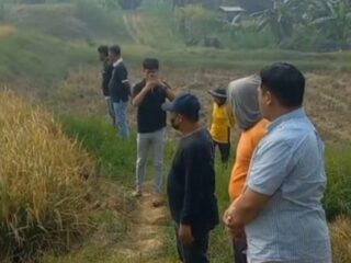 Majukan Sektor Pertanian, Wakil Bupati Enrekang Tinjau Panen Padi di Desa Baringin