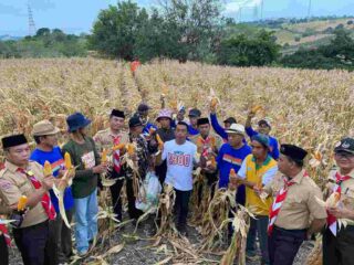 Syaharuddin Alrif Dampingi Petani Panen Perdana Jagung