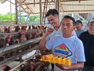 SAR Target 1 Juta Ton Gabah, 10 Juta Butir Telur di Sidrap