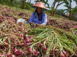 Sektor Pertanian Enrekang Masih Dominan, Tapi Kontraksi 2,42 Persen