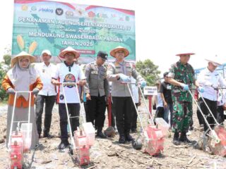 Sidrap Laksanakan Tanam Jagung Serentak Kuartal IV, Tegaskan Dukungan Swasembada Pangan