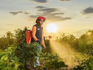 Sidrap Bangkit dari Sawah di Era Syaharuddin Alrif