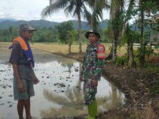 Babinsa Koramil 1420-05/Dua Pitue Pantau Luas Tambah Tanam di Sidrap