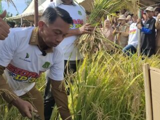 Petani IP300 di Sidrap Senang, “Kalau Tahu Begini Hasilnya, Dari Dulu Tanam 3 Kali”