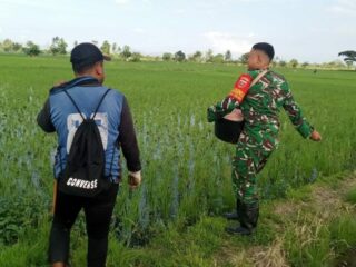 Babinsa Koramil 03/Maritengngae Dampingi Petani Tingkatkan Hasil Panen di Sidrap