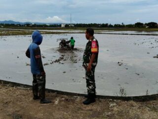 Babinsa Koramil 1420-03/Maritengngae Pantau Pengolahan Lahan Sawah Kelompok Tani di Desa Kanie