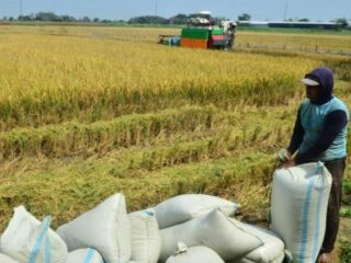 Pemkab Wajo Siapkan Langkah Cek Lapangan dan Koordinasi dengan Bulog