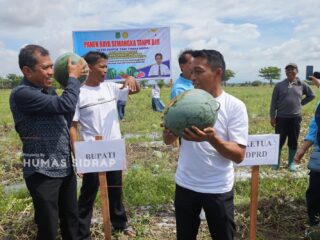 Panen Raya Semangka Tanpa Biji, Sidrap Terus Perkuat Ketahanan Pangan