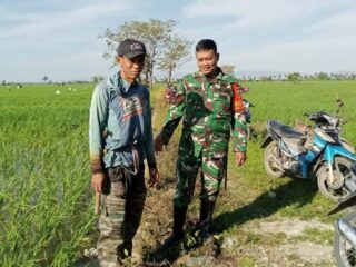 Babinsa Desa Talawe Pantau Pemeliharaan Padi MR 218 dan LTT di Poktan Merdeka