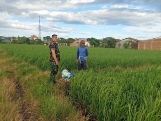 Babinsa 03/Maritengngae Dampingi Petani, Jaga Semangat Kelompok Tani Makkaritutue Merawat Padi