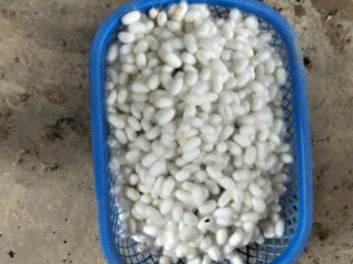 Kejari Wajo Tahan Rekanan Proyek Bibit Murbei 2022 Desa Pakkanna