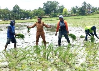 IP300 Majjelling Wattang, Pecah Rekor Panen, Bupati Syaharuddin Langsung Lanjut Tanam