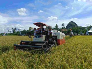 Panen IP300 Tembus 7,5 Ton per Hektare, Sidrap Tunjukkan Lonjakan Produktivitas Petani
