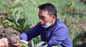 Bukan Insinyur Pertanian, Tapi Anak Petani Ini Bawa Sidrap Juara