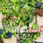 Gambar berita Katasulsel