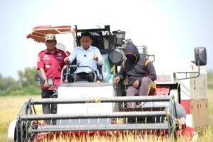 Panen di Bawah Panas Terik Ramadan, Bupati Ajak Petani Kejar Berkah