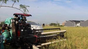 Warga Binaan Rutan Sidrap pun Dukung Program Bupati Syahar, Hasilkan 1 Ton Padi