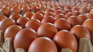 Sidrap Produksi 5 Juta Telur per Hari