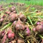 Gambar berita Katasulsel