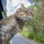 Gambar berita Katasulsel