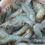 Gambar berita Katasulsel