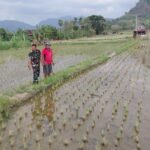Berita terkait