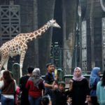 Taman Margasatwa Ragunan (TMR), Pasar Minggu, Jakarta Selatan menyiapkan agenda menarik bagi para pengunjung dalam menyambut HUT ke-499 DKI Jakarta.