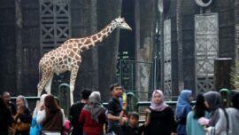 Taman Margasatwa Ragunan (TMR), Pasar Minggu, Jakarta Selatan menyiapkan agenda menarik bagi para pengunjung dalam menyambut HUT ke-499 DKI Jakarta.
