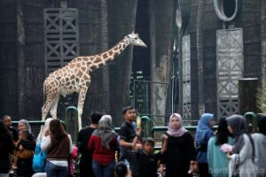 Taman Margasatwa Ragunan (TMR), Pasar Minggu, Jakarta Selatan menyiapkan agenda menarik bagi para pengunjung dalam menyambut HUT ke-499 DKI Jakarta.