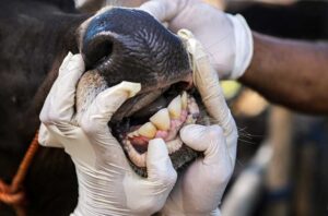 Mayoritas Sapi di Padang Datang dari Luar Daerah, PMK Jadi Ancaman yang Terus Diwaspadai