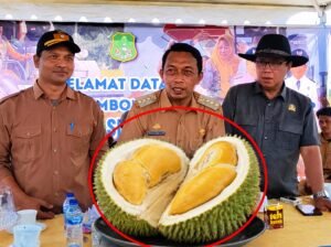 Durian Black Thorn Mulai Panen di Sidrap, Desa Lombo Siap Jadi Magnet Wisata Pecinta Durian Premium