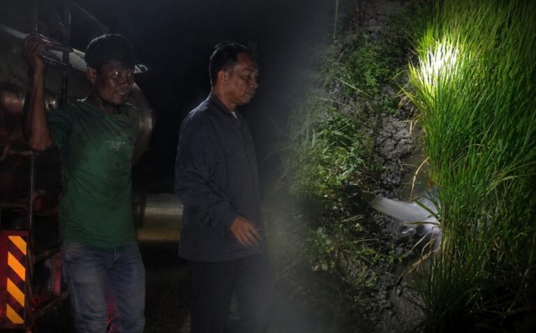 Tangkapan layar kondisi sawah milik petani bernama Lahere di Desa Allakuang, Sidrap, setelah armada Damkar menyuplai air atas instruksi Bupati Syaharuddin Alrif. (Ist)