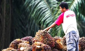 Petani Wajo Bongkar Rahasia Pelatihan Sawit 7 Hari: “Rasanya Seperti Kuliah 6 Bulan”