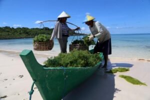Rumput Laut Bantaeng, dari Tali Budidaya hingga Pasar