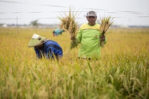 Tanpa Sawah, Sidrap Mungkin Tak Akan Dikenal Seperti Sekarang