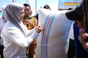 Panen 10,4 Ton per Hektare, Sawah Sidrap Tidak Tunduk oleh Kemarau
