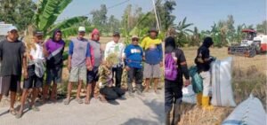 Kemarau di Sidrap, Sawah Kadidi Tetap Panen: Listrik Masuk Sawah Jadi Penyelamat