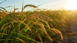 Sidrap Bersiap Panen Raya, Bulog Pastikan Serap Gabah Petani dalam Sepekan ke Depan
